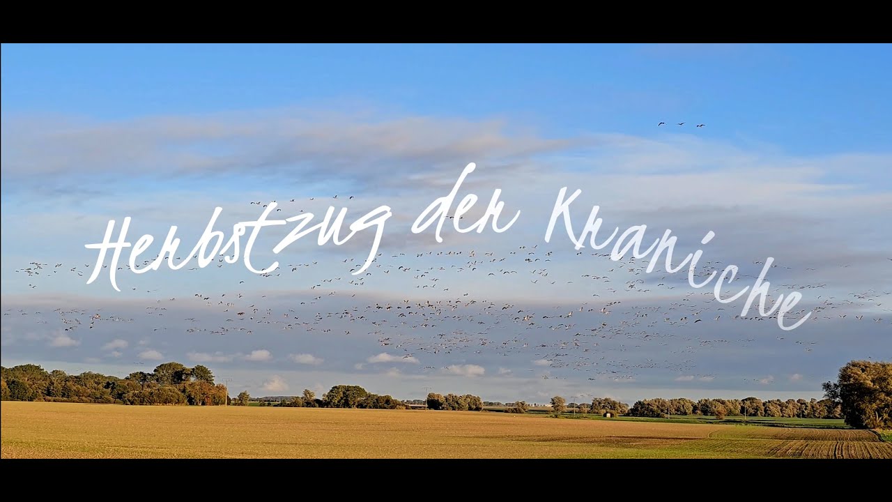 Herbstzug der Kraniche  - abendliches Trompetenkonzert in MV (4K)