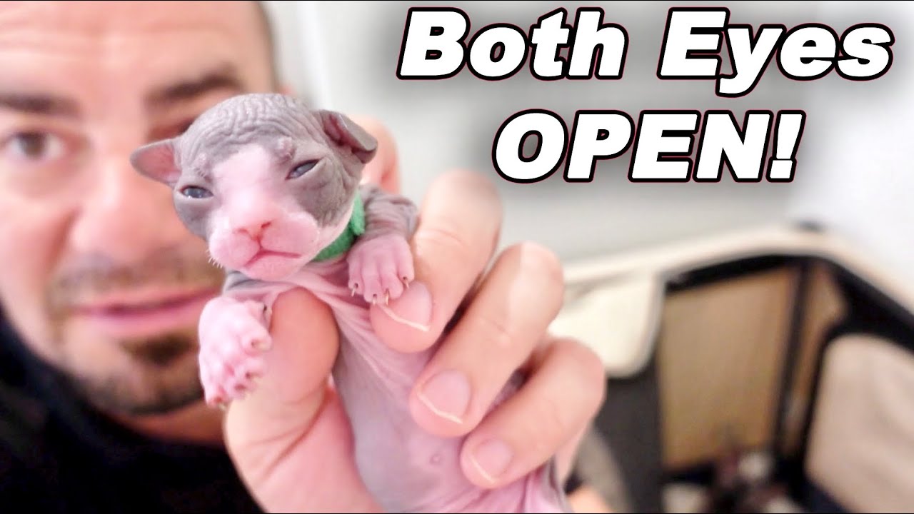 Hairless Baby Shpynx Kittens Update!
