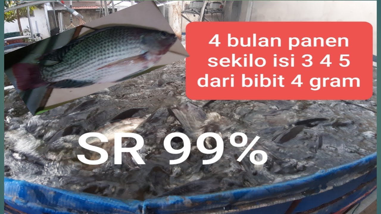 Rahasia oksigen kencang atau aerasi besar dan kuat supaya ikan cepat panen di kolam terpal