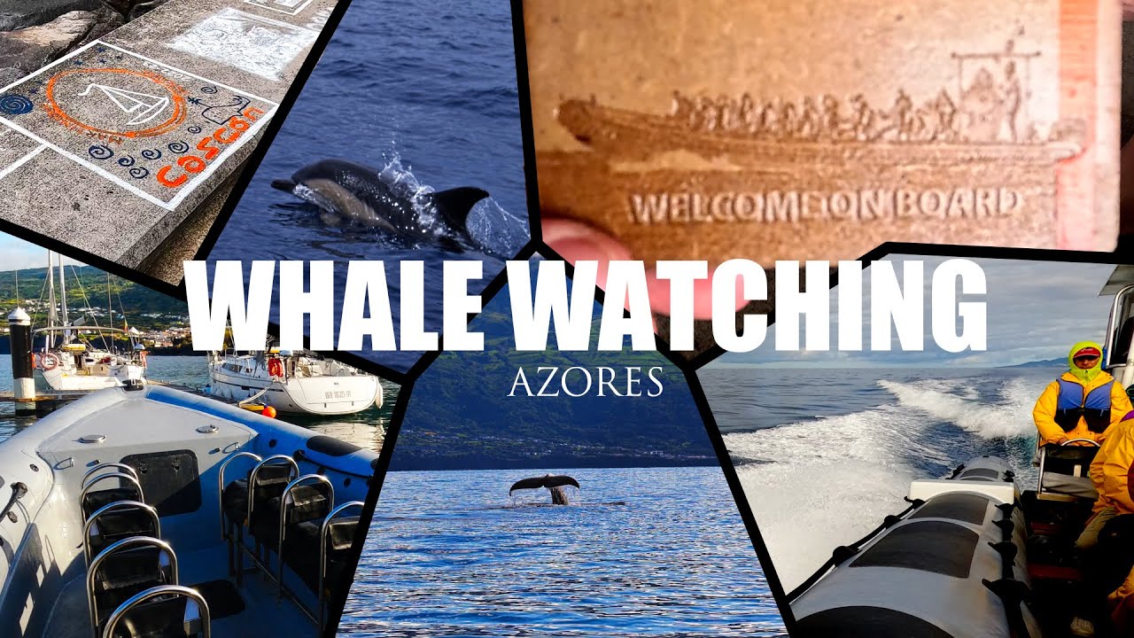 Whale watching - Azores - Pico and Sao Miguel