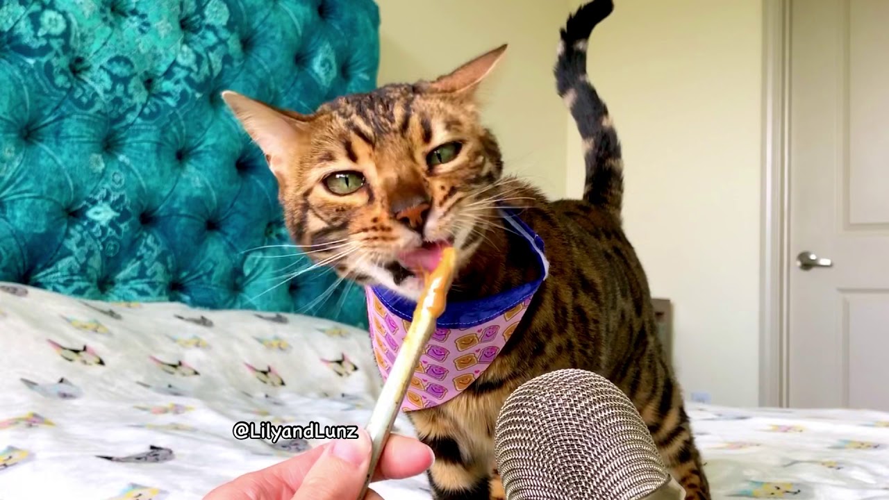 ASMR - CAT EATS PEANUT BUTTER
