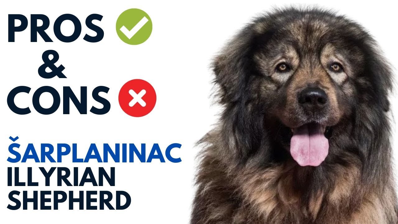 &Scaron;arplaninac Pros and Cons | Illyrian Shepherd Jugoslovenski Ovčarski   Advantages and Disadvantages
