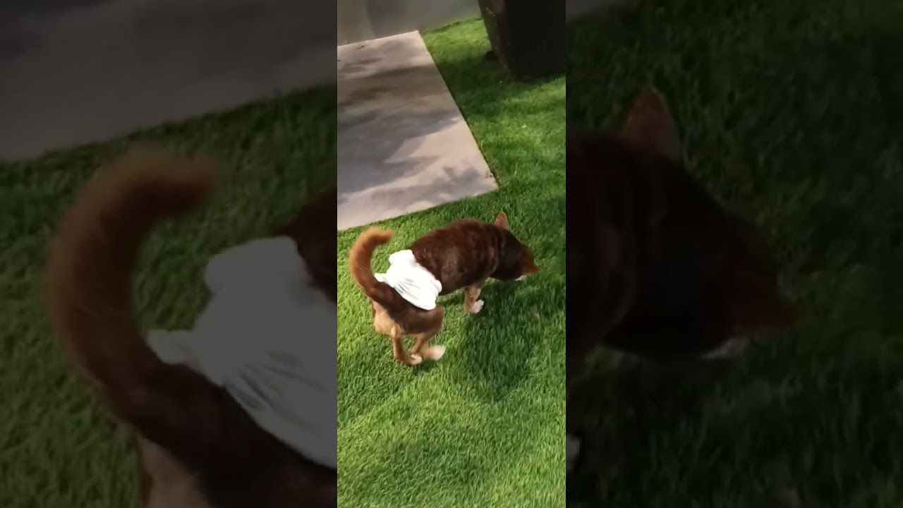 DOG'S INSTINCT IS  TO LOOK FOR A PLACE TO PEE 