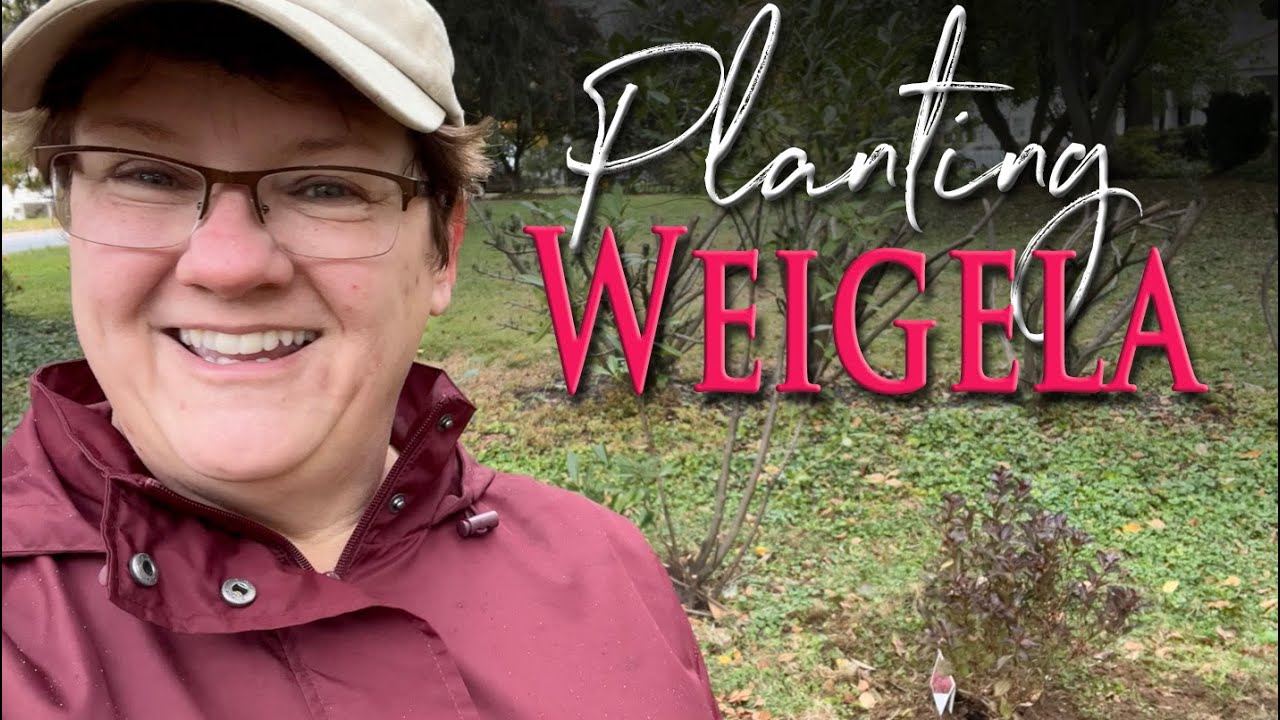 Planting Wine And Roses® Weigela - 🌺🌳🌺