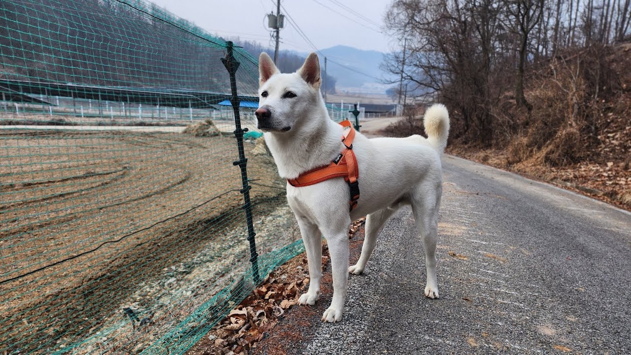두부(진도개)의 521일차 아침산책 