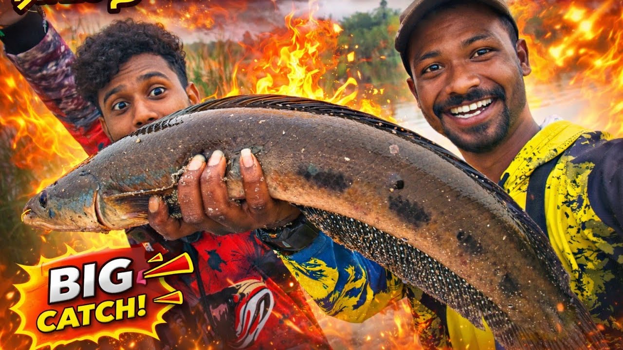 Giant Bullseye Snakehead Fishing ராட்சத அவுரி மீனை வேட்டை #fishing #snakeheadfishing #travel 