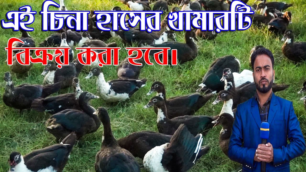 এই চিনা হাসের খামারটি বিক্রয় করা হবে। bangla khamar