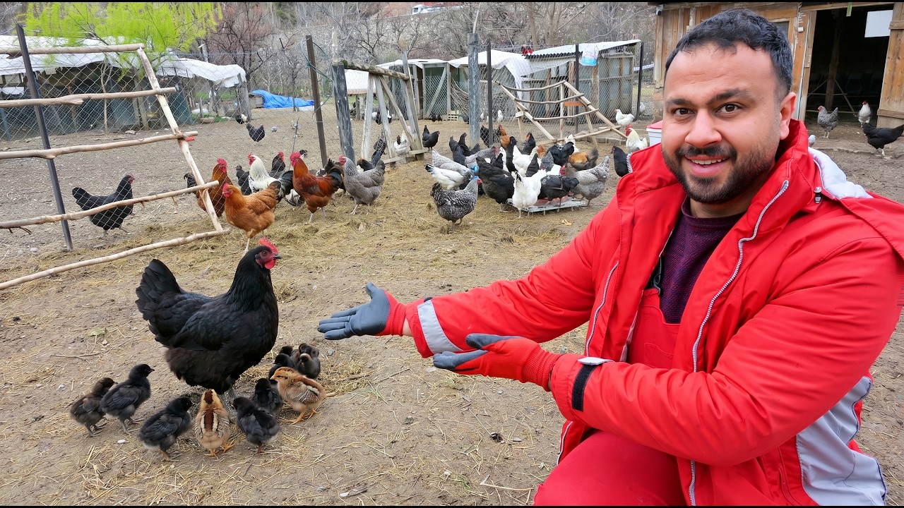 Gizli Gurk Tavuk Civcivlerle Geri D&ouml;nd&uuml;! 😱🐣 | Karışık K&uuml;mes Hayvanları ve Kırsal &Ccedil;iftlik Rutini