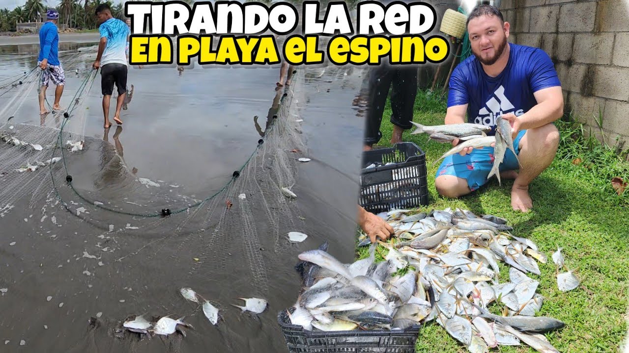 🔴agarramos más de 75 libras😱PESCANDO CON RED EN PLAYA EL ESPINO USULUTAN