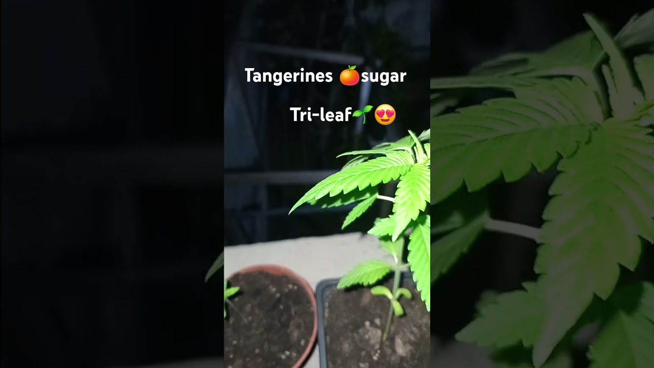 tangerine 🍊 sugar (by sensi seeds)