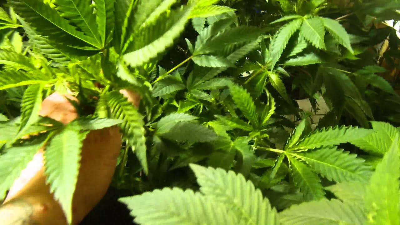 CA2Ak cannabis veg garden location #2 in AK pheno hunt/mom/clone garden