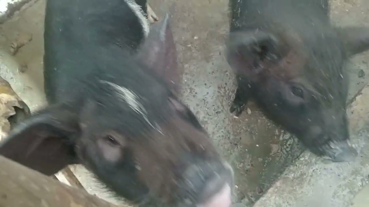 🐖🐖बङ्गुर