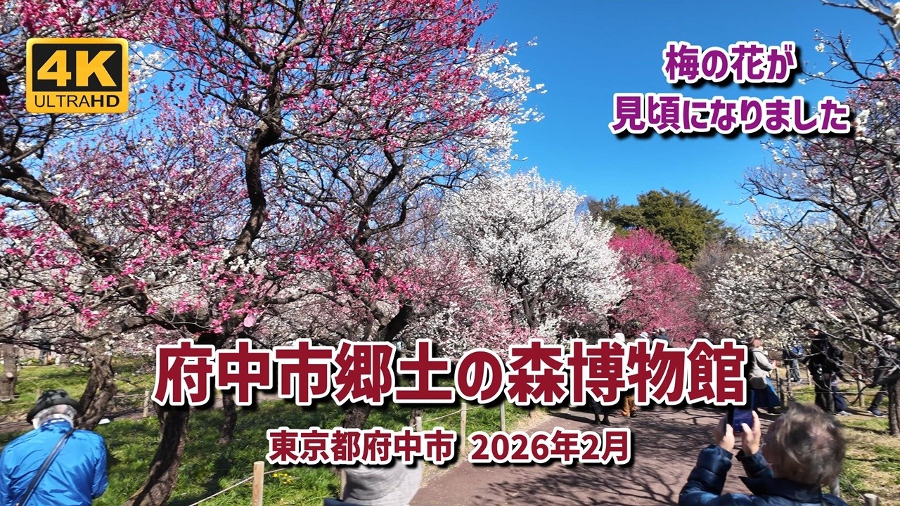 府中市郷土の森博物館の梅が見頃になりました 2026年