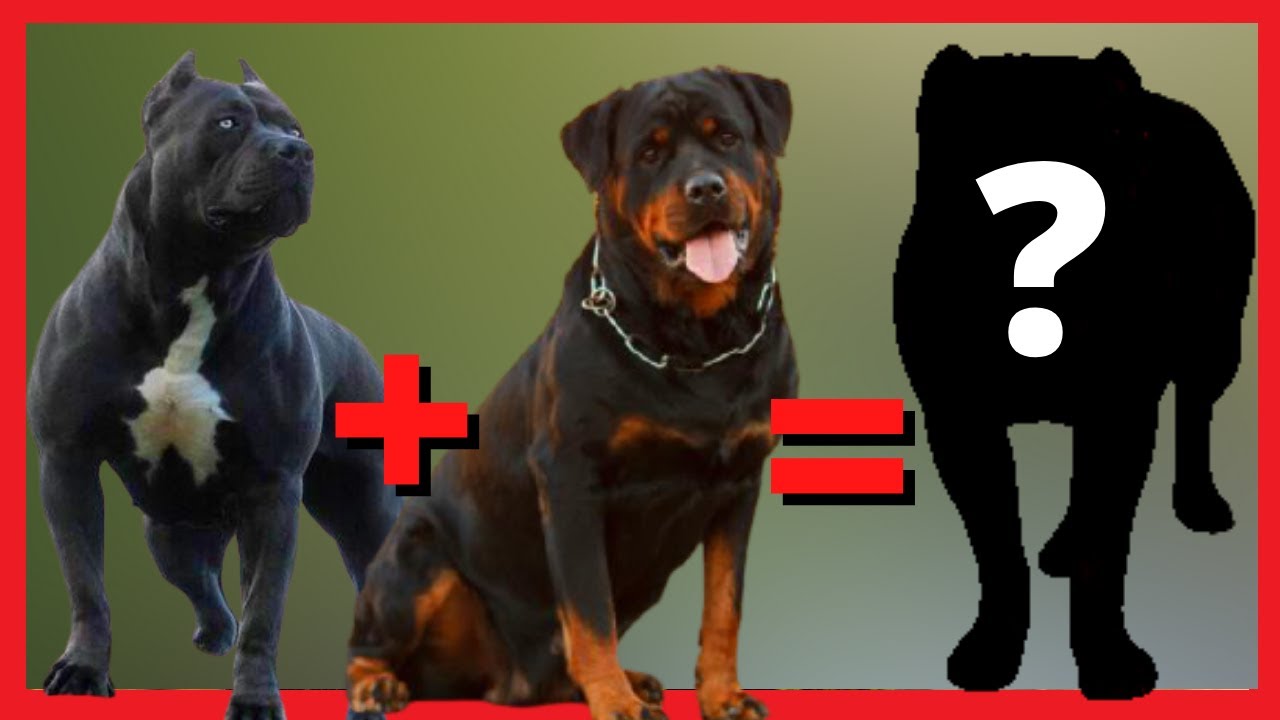[PART. 2] TOP 15 Misturas de Raças que você precisa conhecer(Pitbull, Rottweiler, husky, etc...)