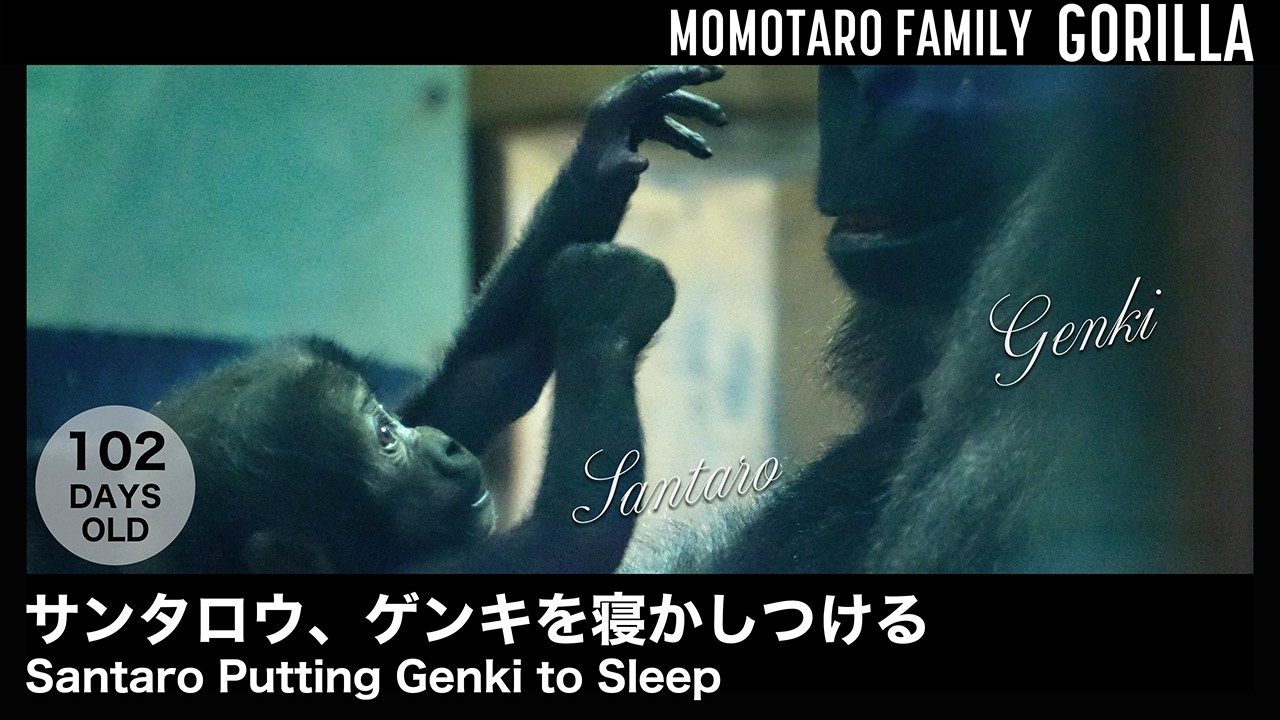 Сантаро Укладывает Генки Спать &ndash; Весёлая семья горилл в Zoo Kyoto, Т. 85
