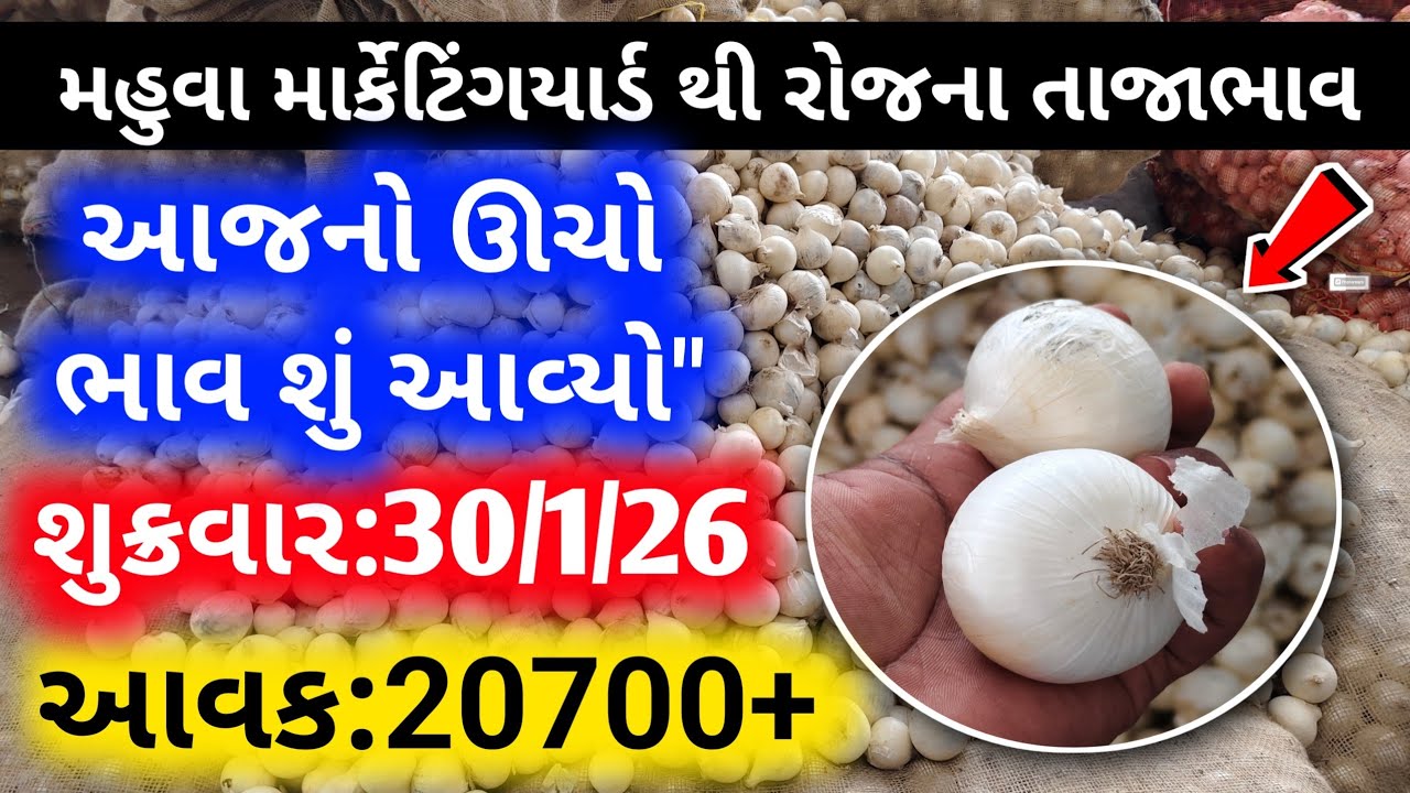 મહુવા થી સફેદડુંગળીનો ઊચો ભાવ શું આવ્યો?😱| 30/1/26 | White Onion Market Price | सफेदप्याज का भाव🧅