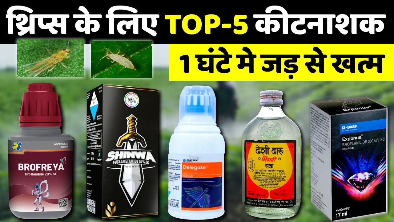 Thrips Control k liye Best insecticide🌱थ्रिप्स के लिए Top 5 कीटनाशक | thrips Control in chilli 