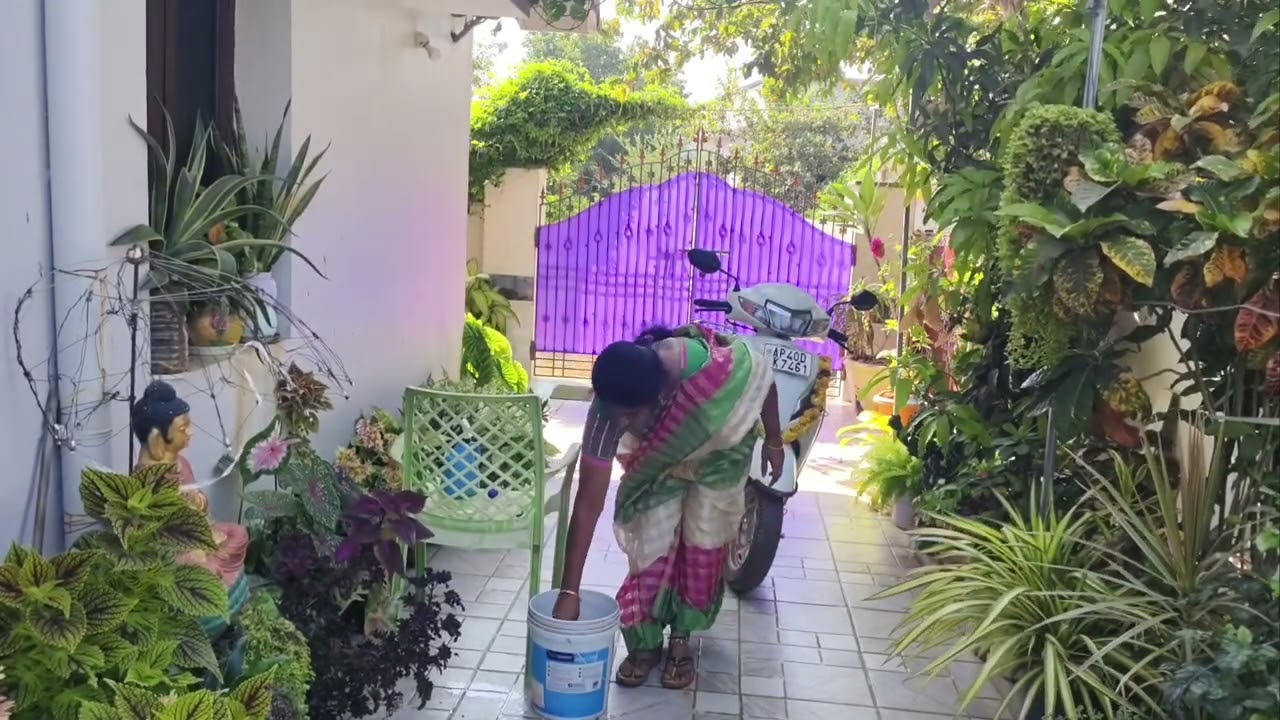 కొట్టేసిన మొక్క గ్రోత్ కొన్ని మొక్కలకి చిడ పురుగులు వచ్చాయి మందు కొడుతున్న#ప్లాంట్#గార్డెనింగ్#you 