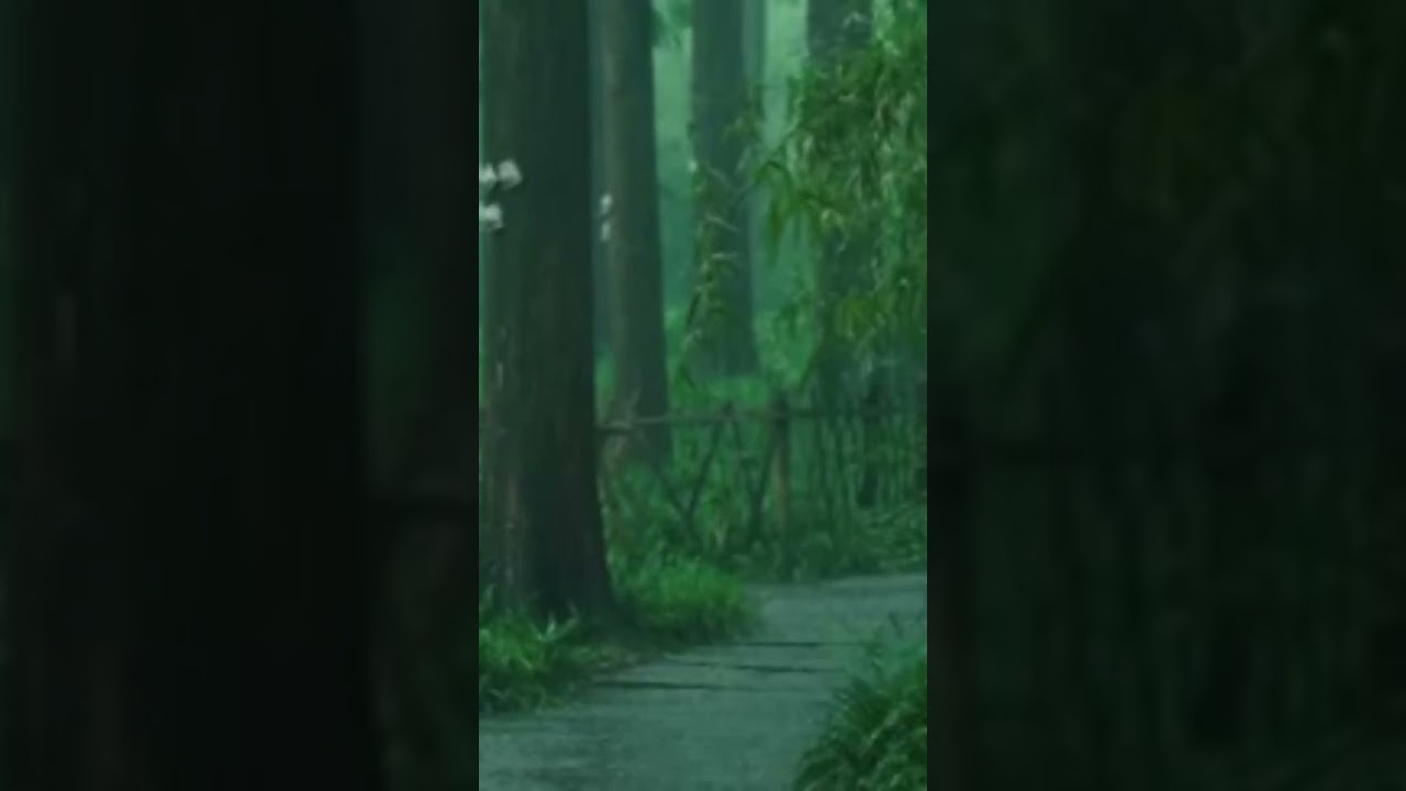 Relax sleep/Rain sounds for sleeping/Gentle rain sounds for sleeping           