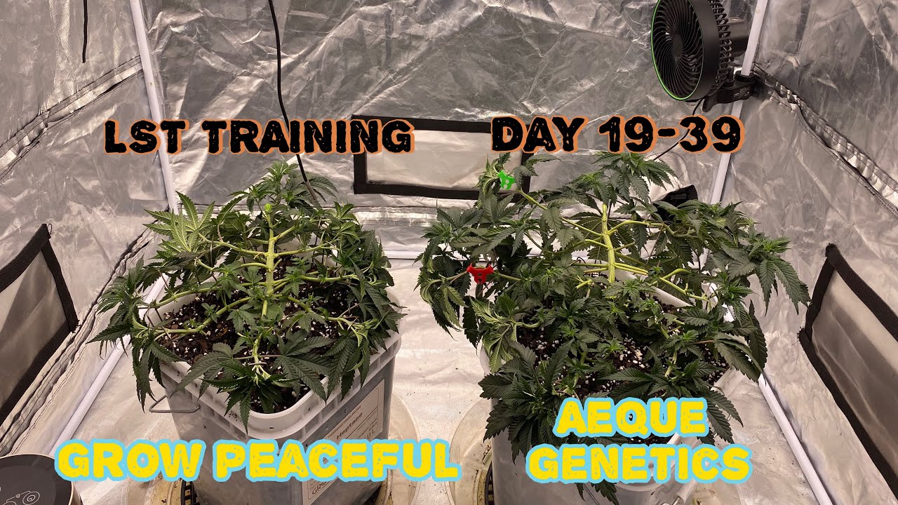 Grow Peaceful Tester photoperiod buckets.  Heptane & Pave Truffles by Aeque Genetics - LST Training