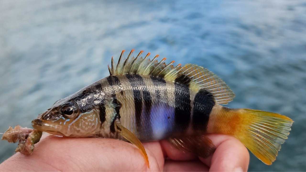 Multi-Species Fishing Exploration on a Greek Island - Kefalonia 🇬🇷