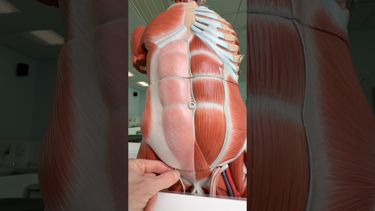 Inguinal canal very briefly #anatomy