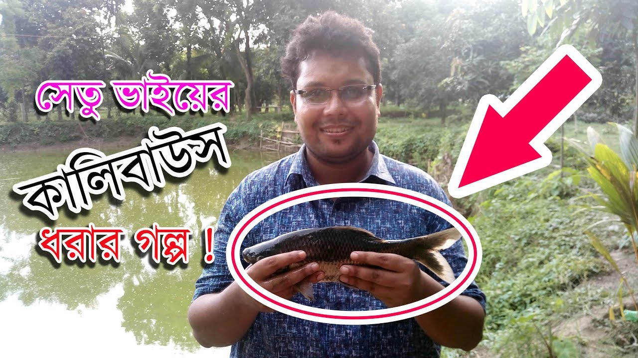 Fishing Carp Kalivaush Rohu Catla With Fishing Bait & Ground Bait বড় পুকুরে কালিবাউস মাছ ধরার চেষ্টা