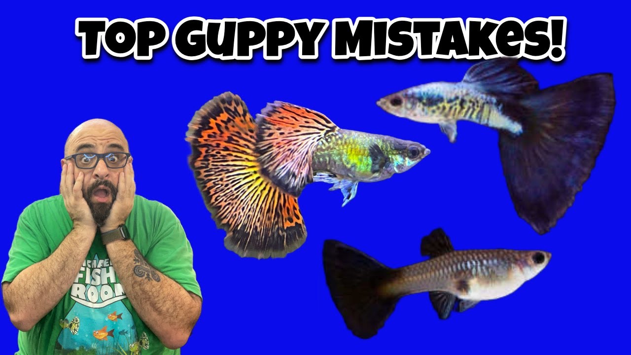 Top 5 Mistakes Guppy Keepers Make