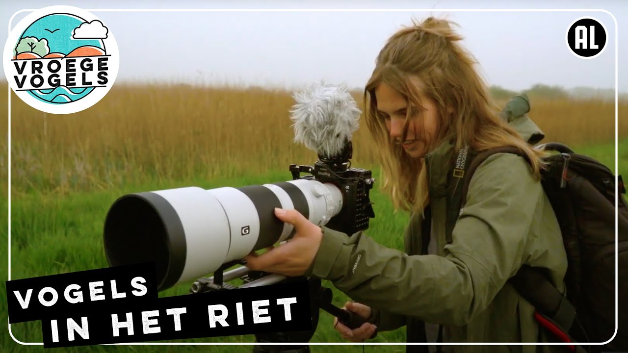 Vogels filmen langs de Lende | TV | Vroege Vogels