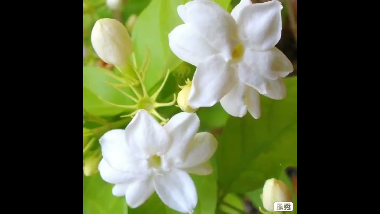 Mogra phul la 