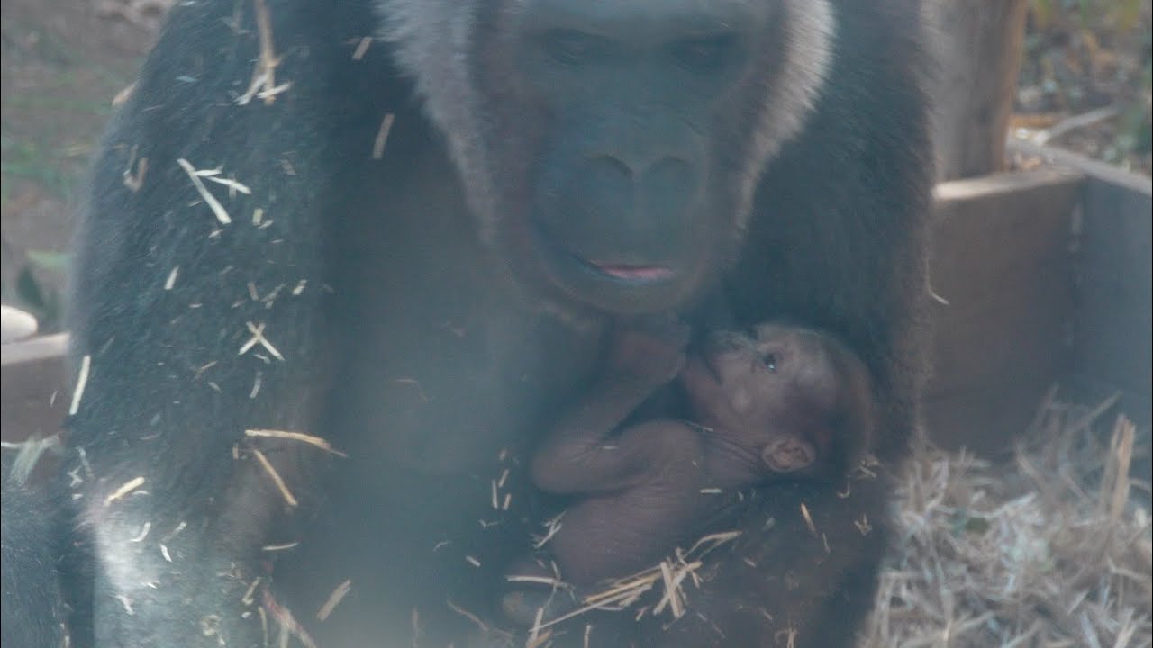 Когда мама устала： папа-горилла наводит порядок в семье Gorillas family / ape
