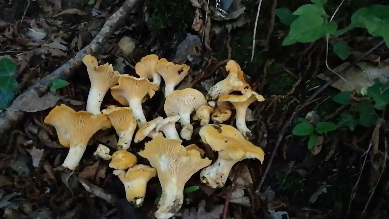 CANTHARELLUS PALLENS