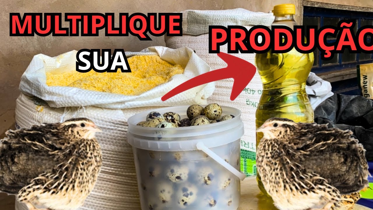 FÓRMULA SECRETA das AGROPECUÁRIAS PARA RAÇÃO de POSTURA para CODORNA 💰🥚