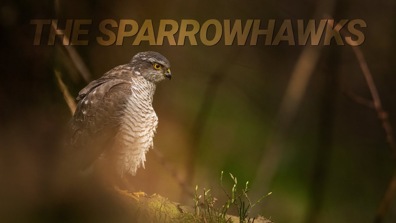 Wildlife photography: A pair of sparrowhawks in the Norwegian forest / Spurvehauk i skogen