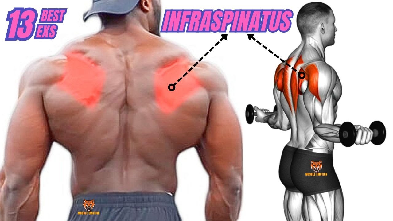 TOP 13  INFRASPINATUS MUSCLE WORKOUT AT GYM