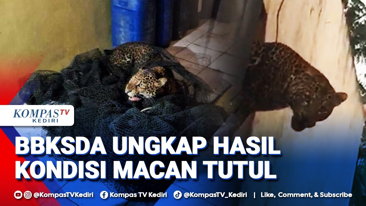 [FULL] BBKSDA Jabar Beberkan Hasil Observasi Macan Tutul Pasca Evakuasi