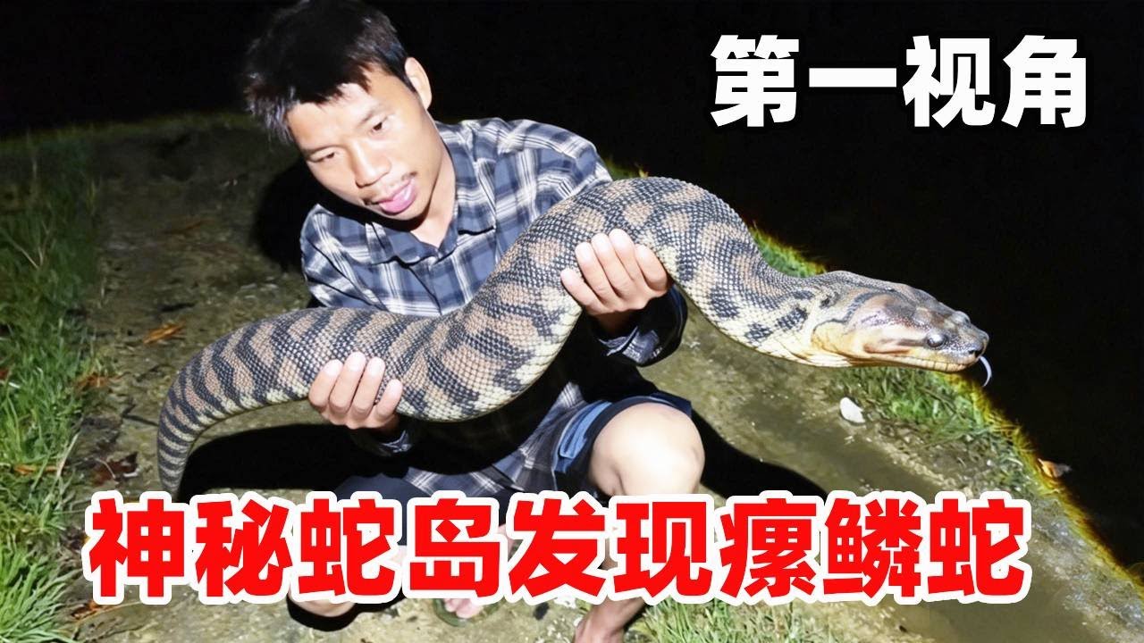 探秘神秘蛇岛！本是寻蛇而来，竟偶遇呆萌瘰鳞蛇！