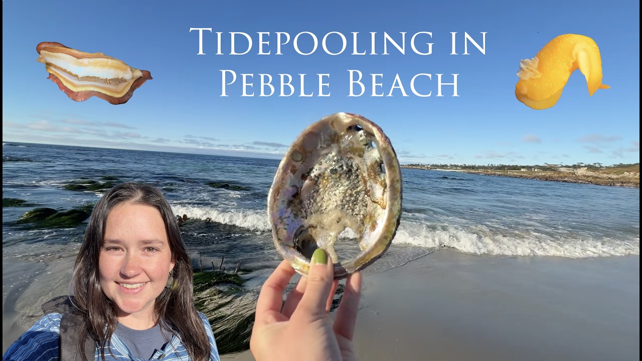 Tidepool Vlog: A day at the beach/sounds of the ocean
