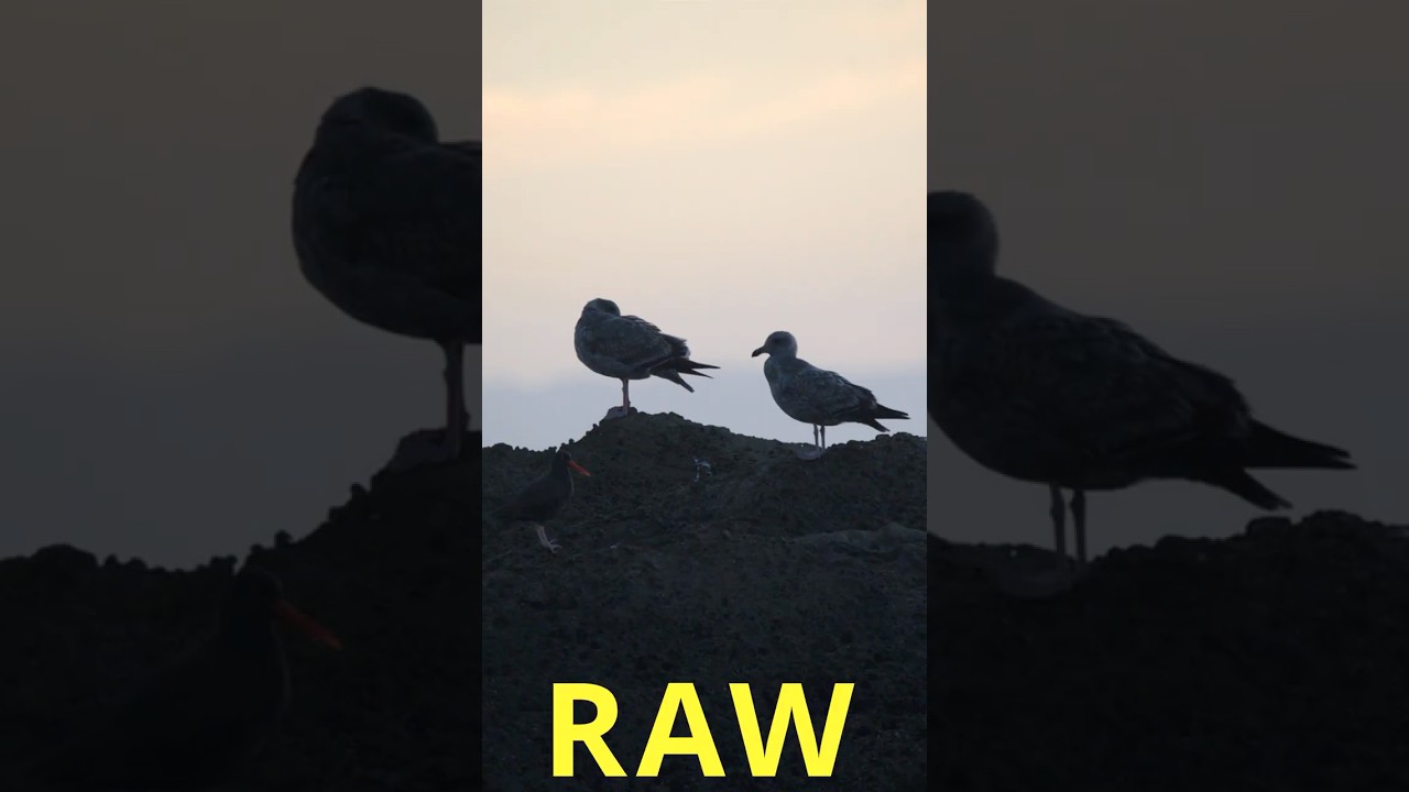 Revelado RAW Sencillo (Antes/Despu&eacute;s) #fotografia #raw #wildlife