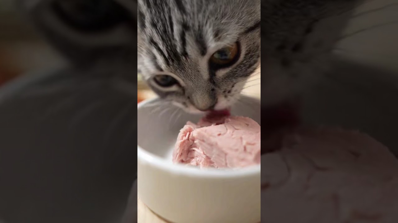 $500 Lobster vs $1 Canned Food: Cat Decides!
