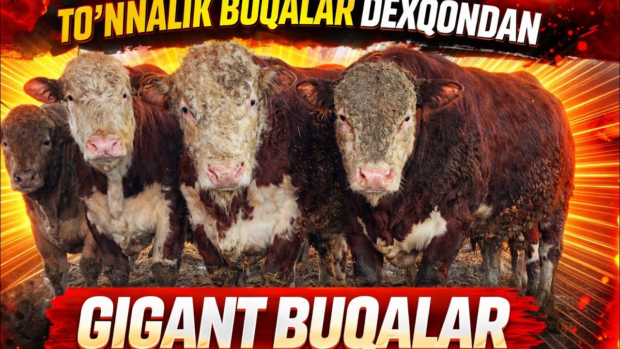 TO’NNALIK BUQALAR DEXQONDAN GIGANT BUQALAR 