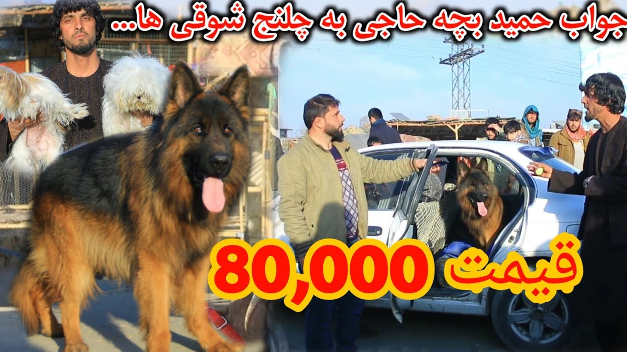 چالش جدید | گرگ تعلیمی در عمل از حمید بچه حاجی - New challenge of Bachi haji to all whom ..