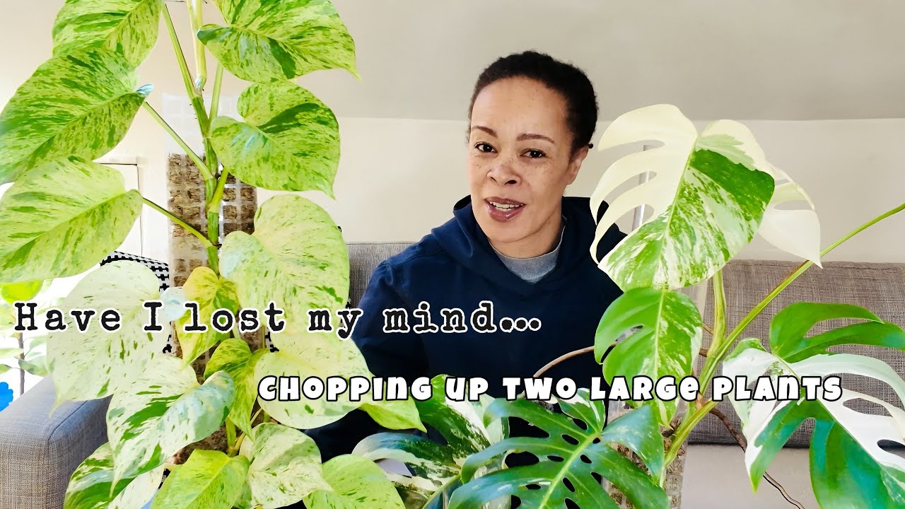 Повторная пересадка Chop Repot 🪴Monstera Albo, Marble Queen и некоторые другие растения получат з...