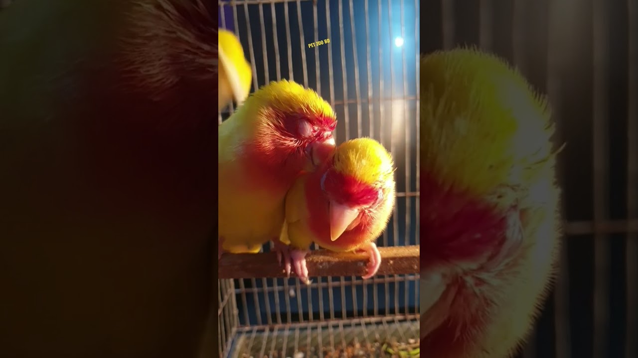 Sick Love Birds Blind Bird Eye Infection 