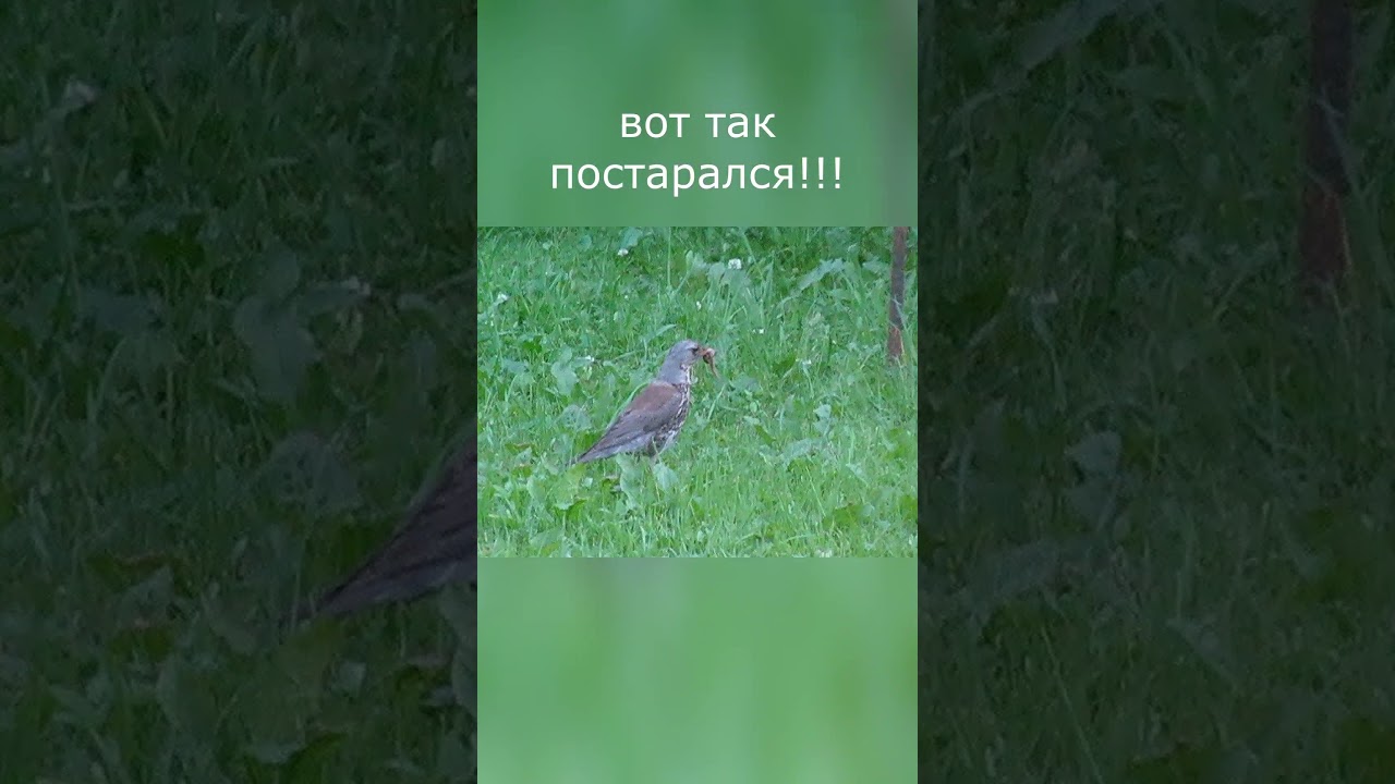 🍃Дрозд-рябинник на нашей лужайке# Thrush fieldfare on our lawn 🌞🌞