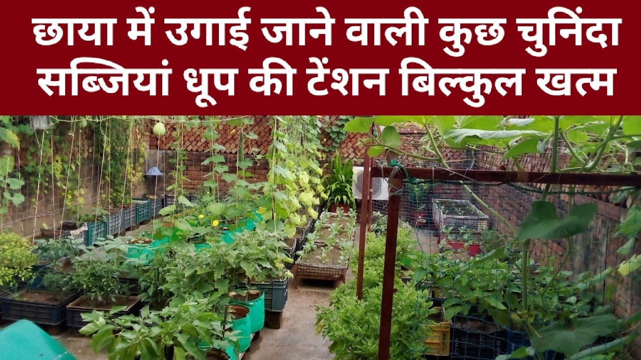 छाया में उगाई जाने वाली कुछ चुनिंदा सब्जियां अब धूप की टेंशन बिल्कुल खत्म। आज ही उगाना शुरू करें।