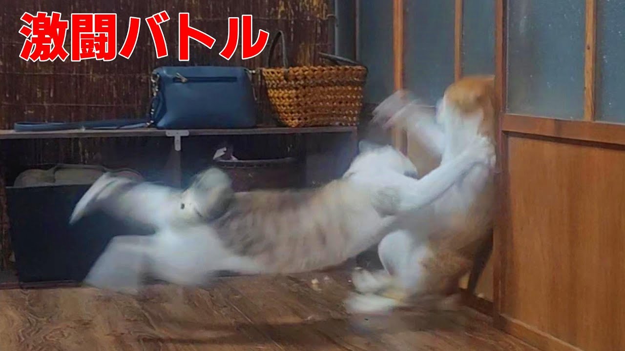 【激闘バトル】大人しいべんが豹変！！