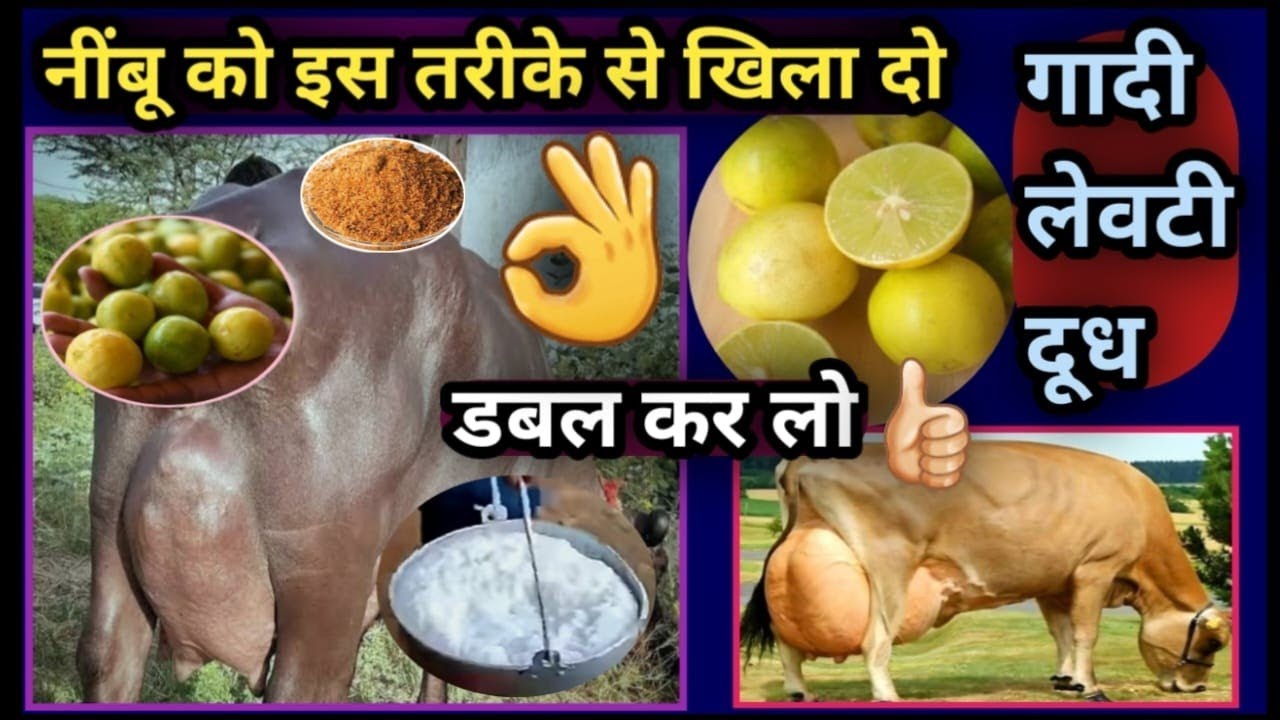 नींबू 🍋 को इस तरीके से खिला दो👌||Udder/गादी/लेवटी,दूध डबल कर लो🤘Nimbu ke Saath ye milakar De Do