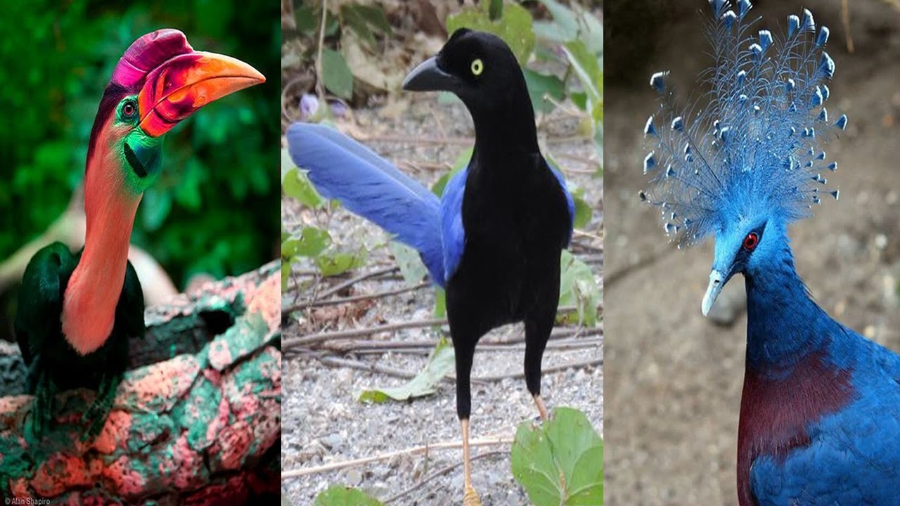 Las 8 Aves &Uacute;nicas En El Mundo
