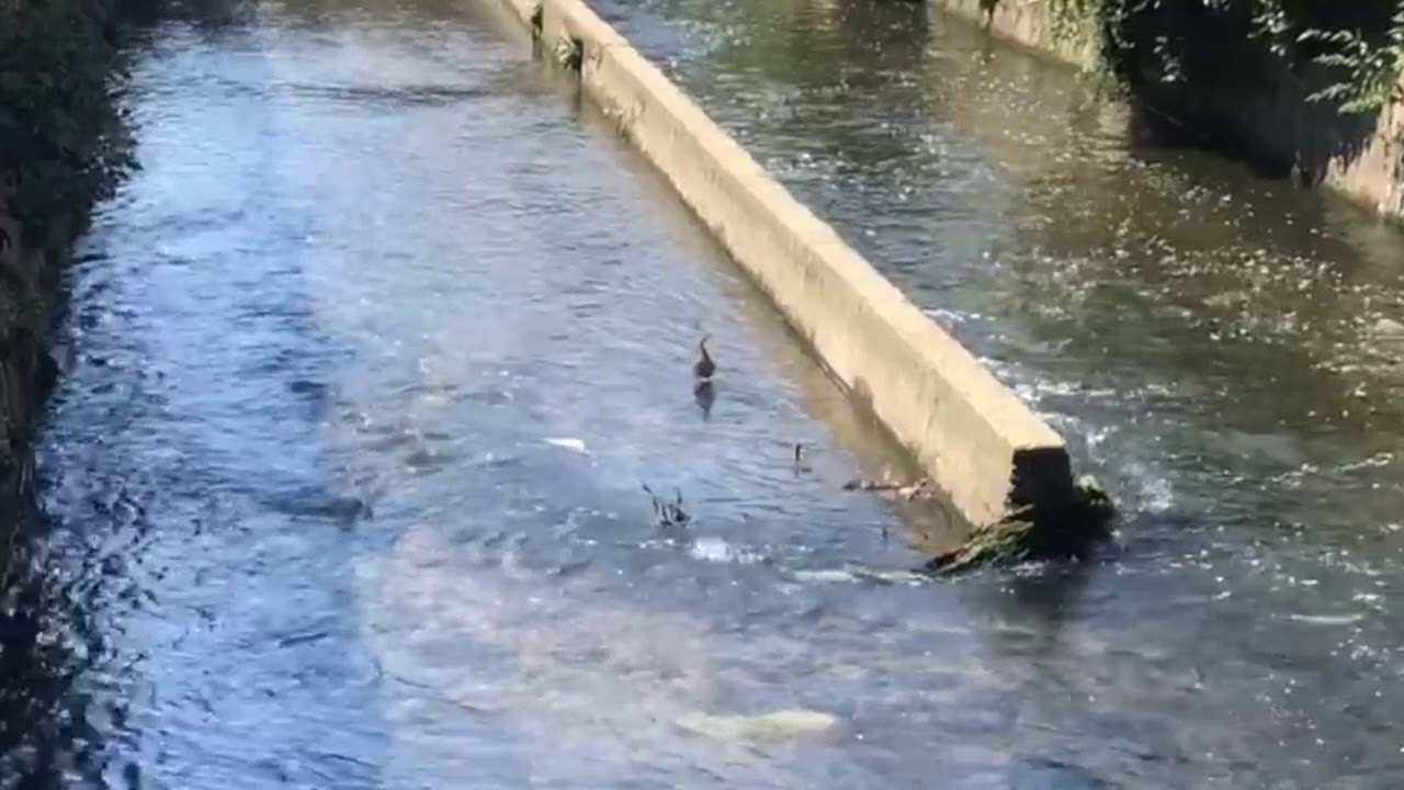 Strage di pesci nell'Olona
